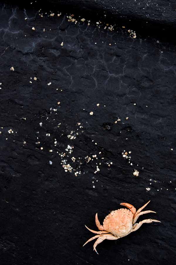 Photo, photographie de détail de coque de bateau du Finistère, noir, blanc, orange, avec un petit crabe et des grains de sable @ Christophe Pluchon
